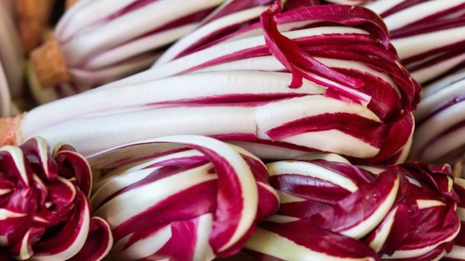 radicchio rosso di treviso
