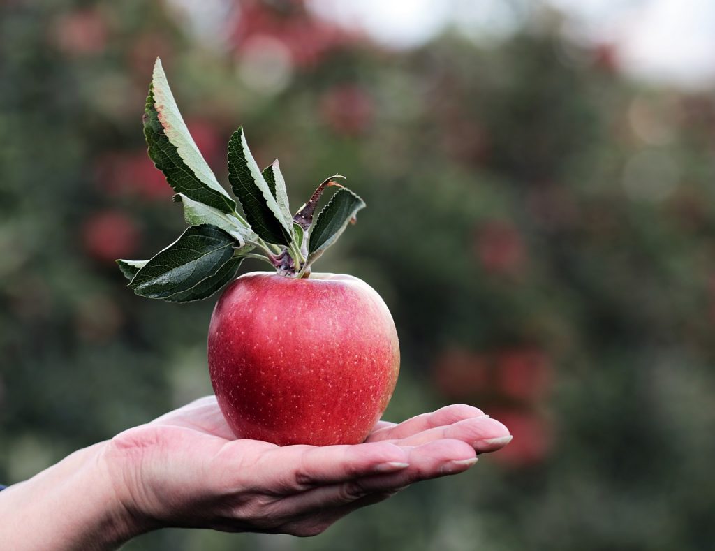 antiche mele di monfumo treviso - frutta del veneto