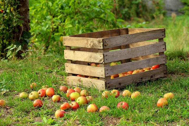 antiche mele di monfumo treviso - frutta del veneto