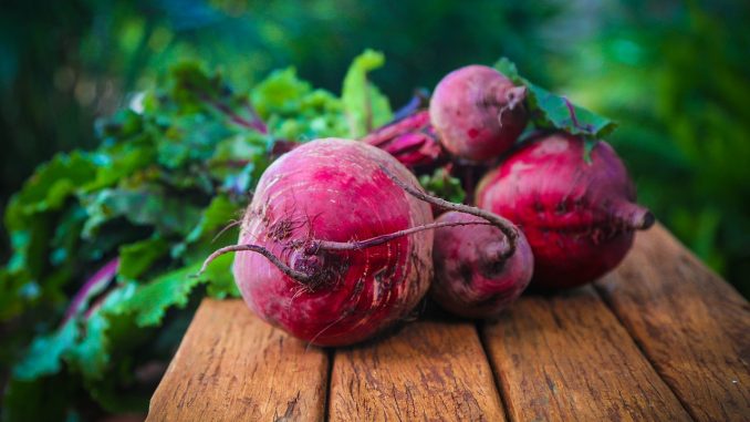 la barbabietola rossa di chioggia