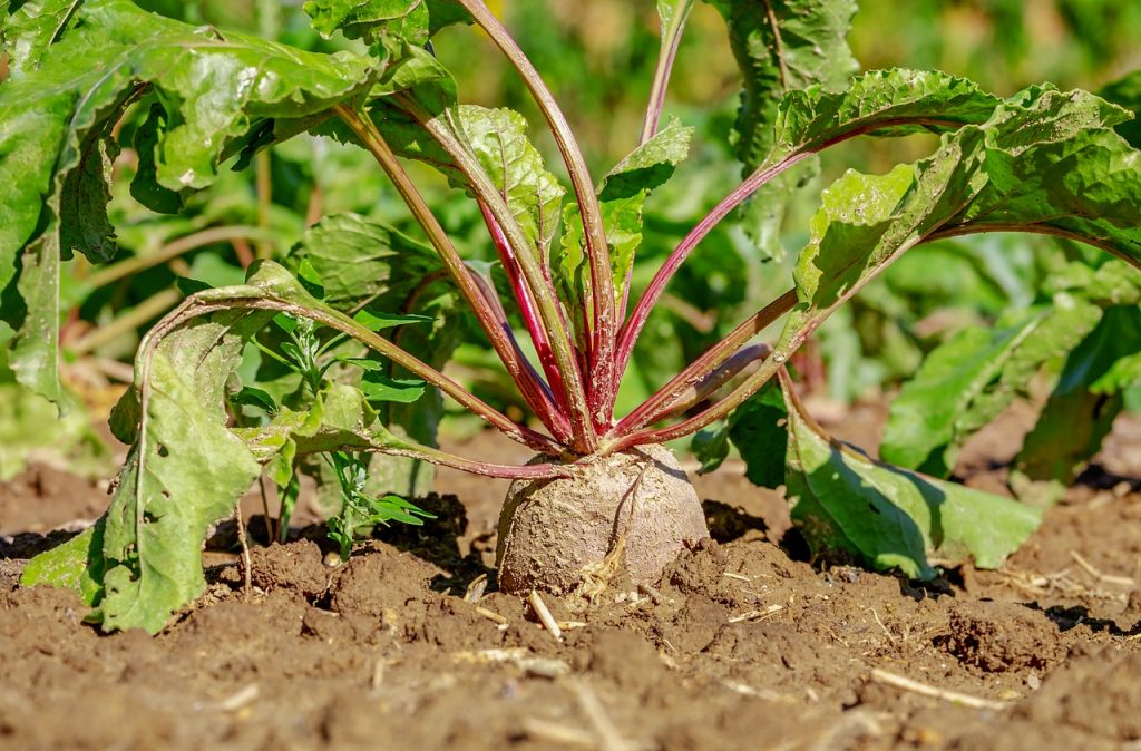 barbabietola rossa di chioggia